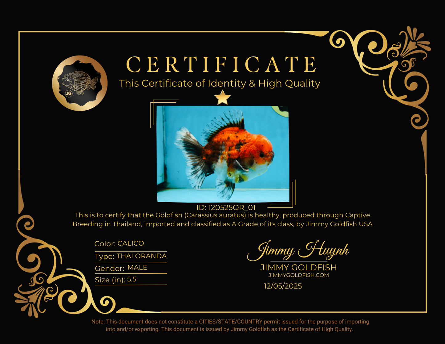 SPECIAL ROSE TAIL A Grade Calico Oranda Male 5.5 inches #120525OR_01