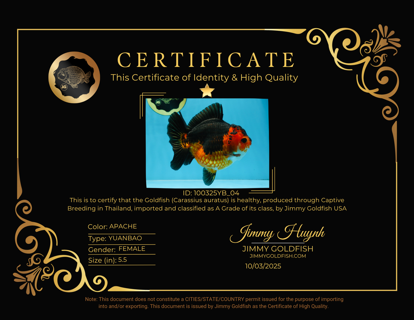 A Grade SPECIAL Apache Yuanbao Female 5.5 inches #100325YB_04