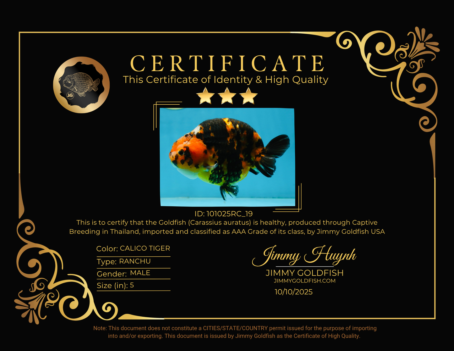 AAA Grade Calico Tiger Chinese Ranchu Male 5 inches #101025RC_19