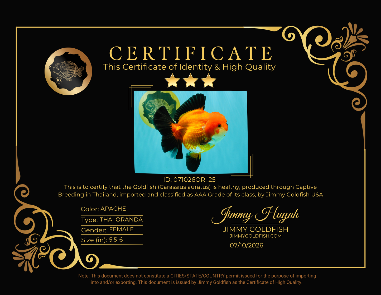 AAA Grade Apache Oranda Female 5.5-6 inches #071026OR_25