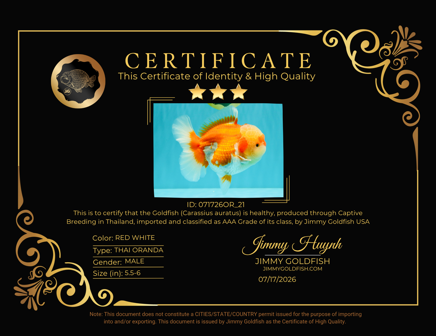 AAA Grade Red White Oranda Male 5.5-6 inches #071726OR_21