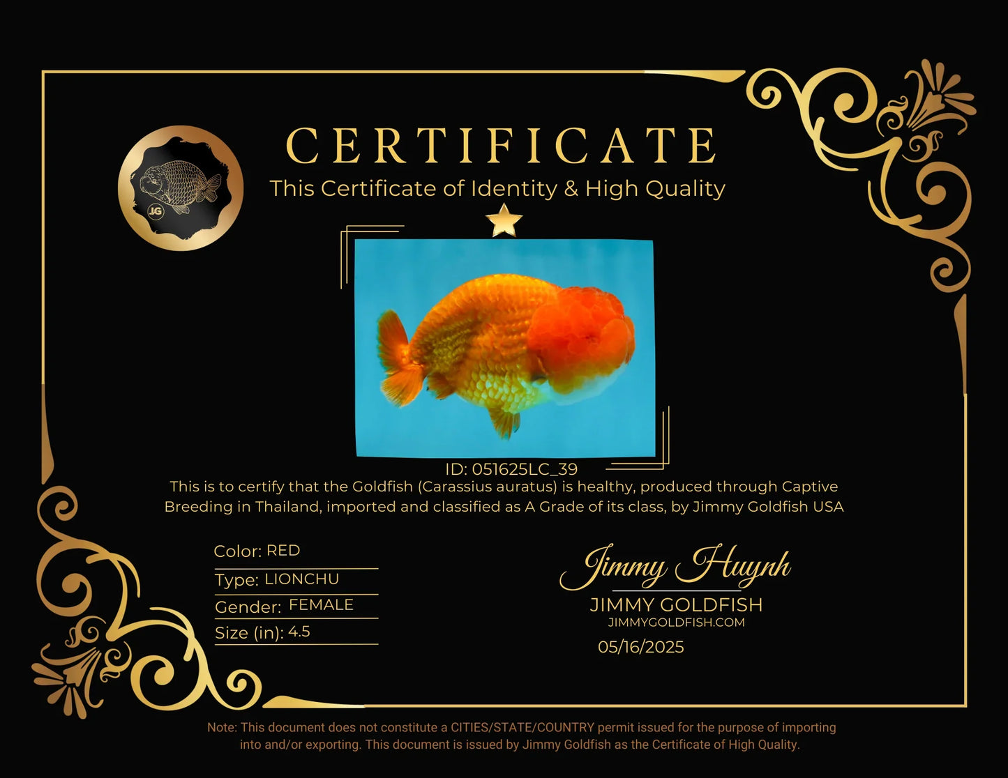 A Big Wen Grade Red LionQueen 4.5 inches #051625LC_39