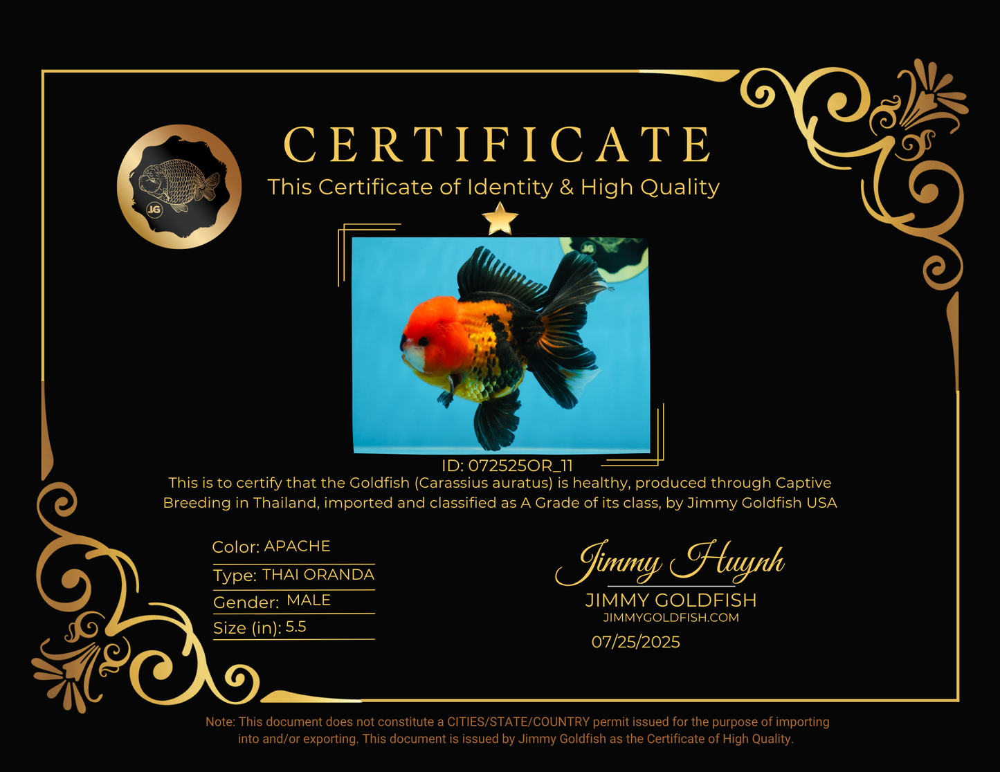 A Grade SUPER CUTE Apache Oranda Male 5.5 inches #072525OR_11