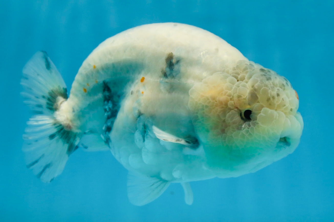 A Grade Marble LionKing 5 inches #071125LC_05