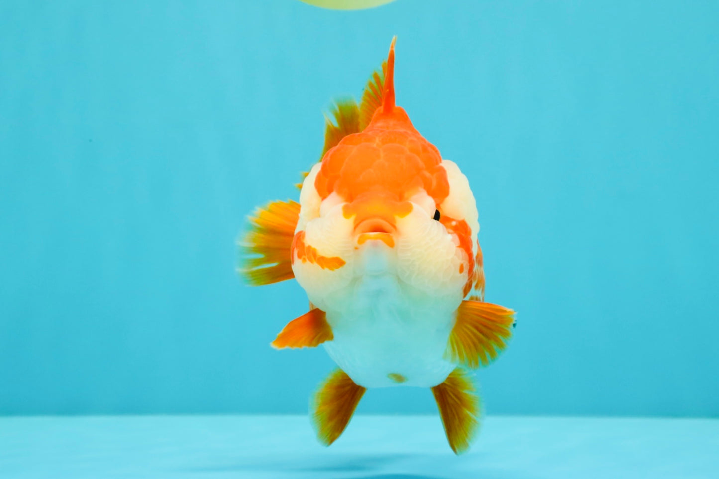 CHONKY AAA Grade Red White Yuanbao Female 6-6.5 inches #032026YB_25