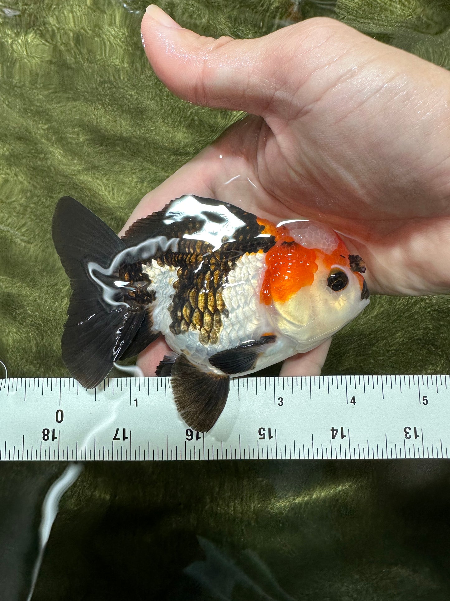 A Grade Tricolor Button Eyes Yuanbao Male 4-4.5 inches #112224YB_31