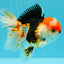 CHARLIE A Grade Tricolor Oranda Male 5.5 inches #032026OR_13