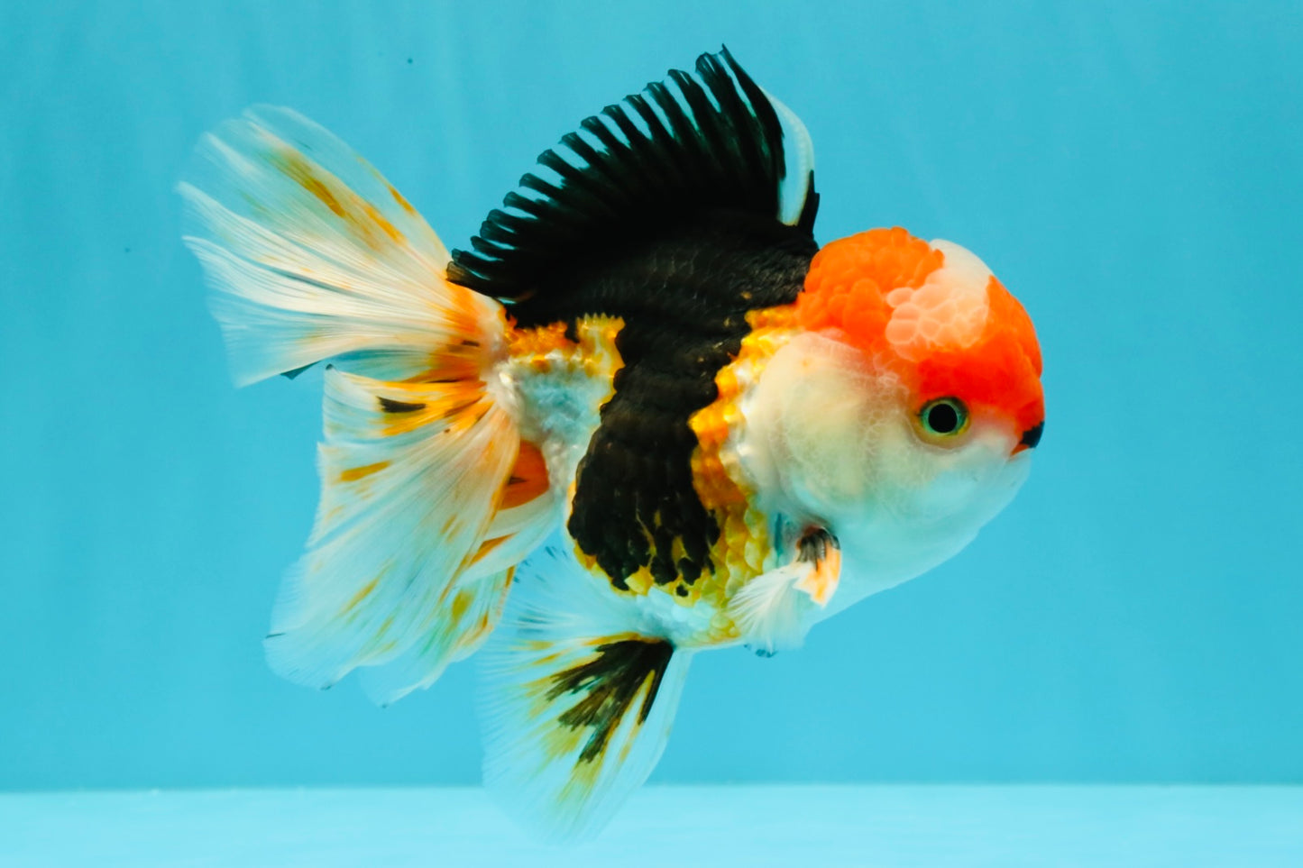 CHARLIE A Grade Tricolor Oranda Male 5.5 inches #032026OR_13