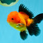 Apache Oranda Male 4.5 inches #032726OR_10