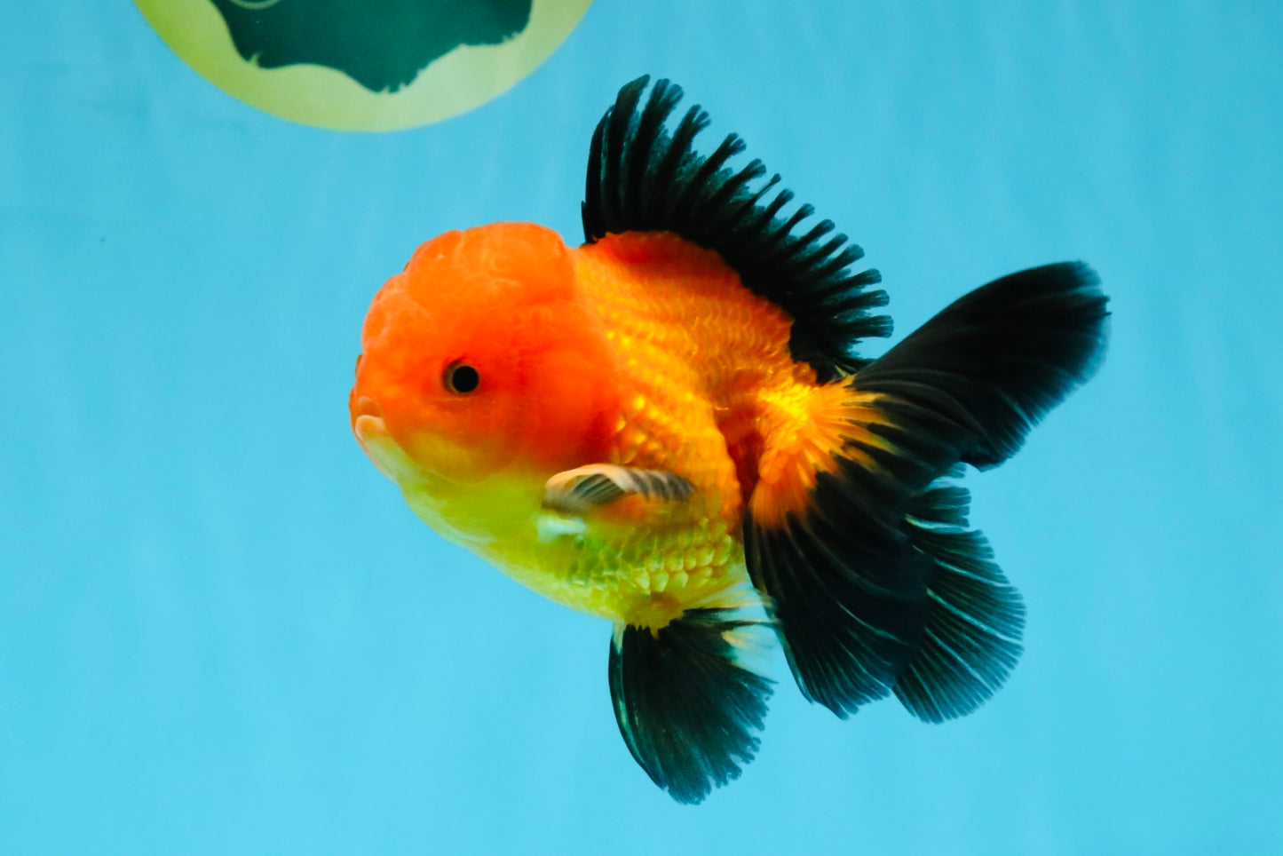 Apache Oranda Male 4.5 inches #032726OR_10