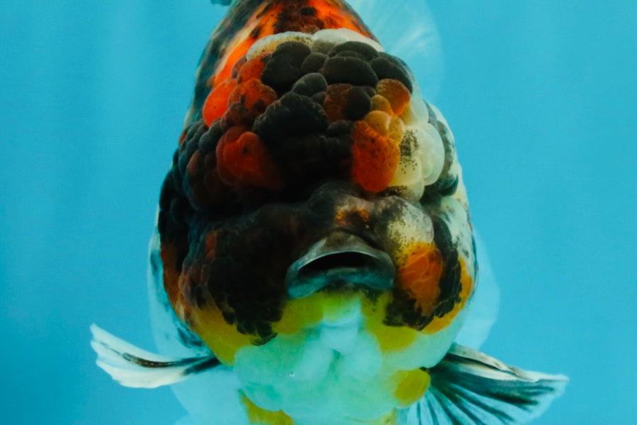 UNIQUE AAA Grade Special Tiger Yuanbao Male 5-5.5 inches #031326YB_23