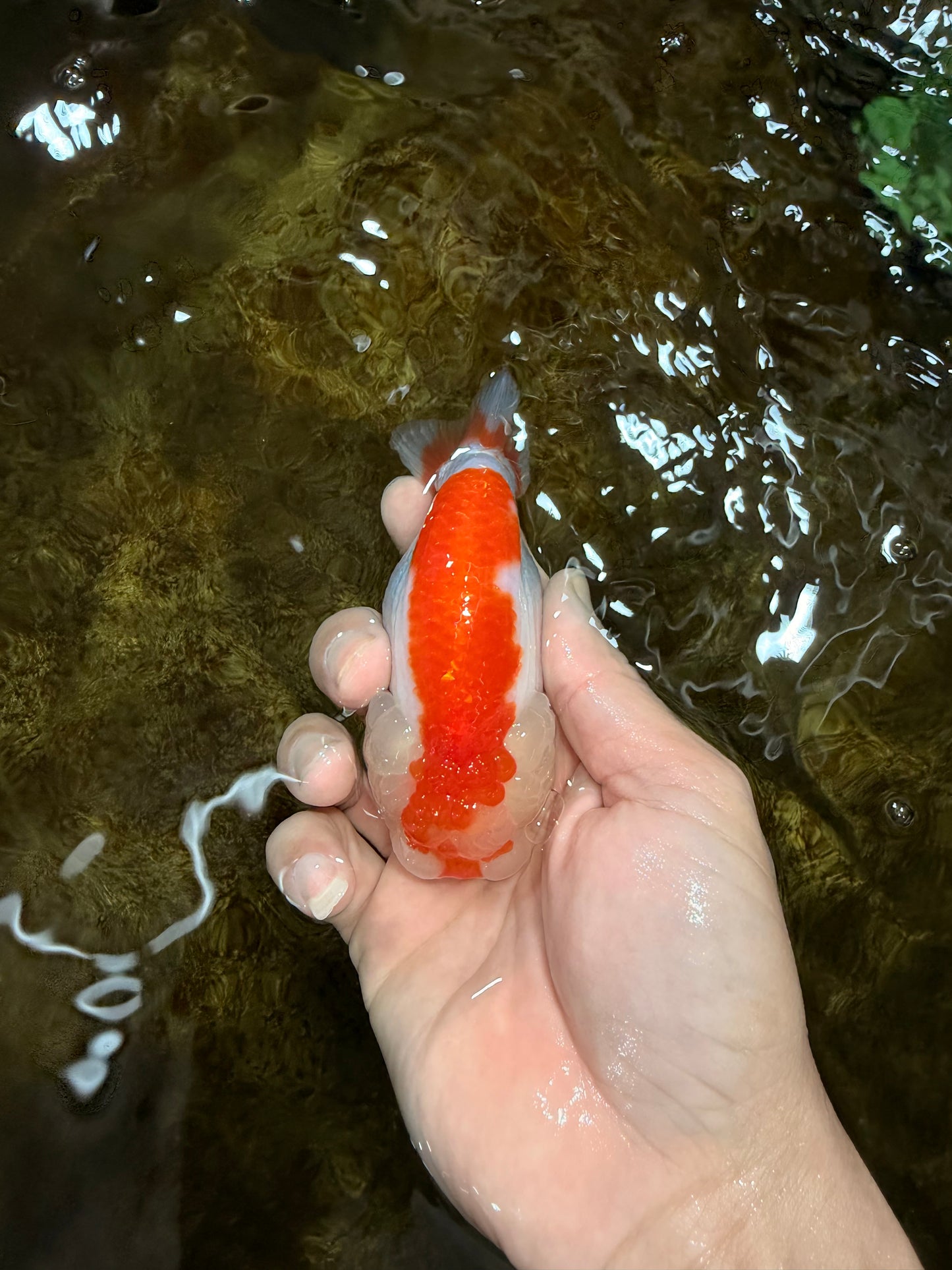 AAA Grade Red White LionQueen 4 inches #112125LC_08