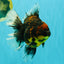CHUNKY AAA Grade Tiger Oranda Male 6.5-7 inches #072426OR_01