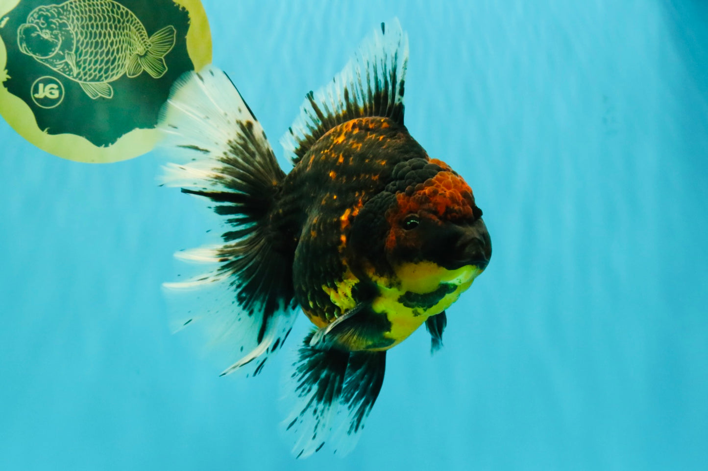 CHUNKY AAA Grade Tiger Oranda Male 6.5-7 inches #072426OR_01