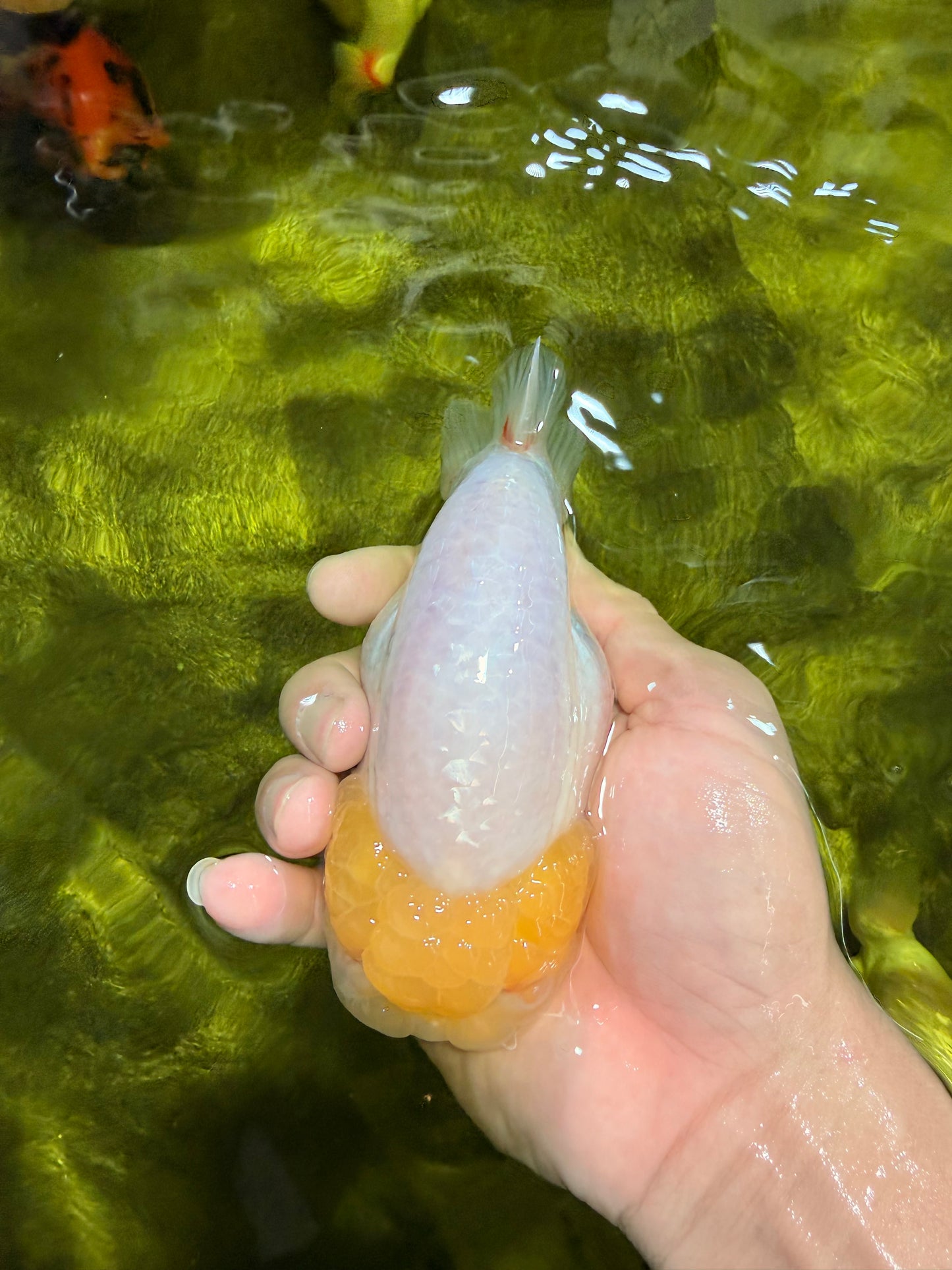 ADORABLE A Grade White LionQueen 4.5-5 inches #022026LC_13