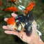 CHARLIE Tricolor Oranda Male 5-5.5 inches #040326OR_10
