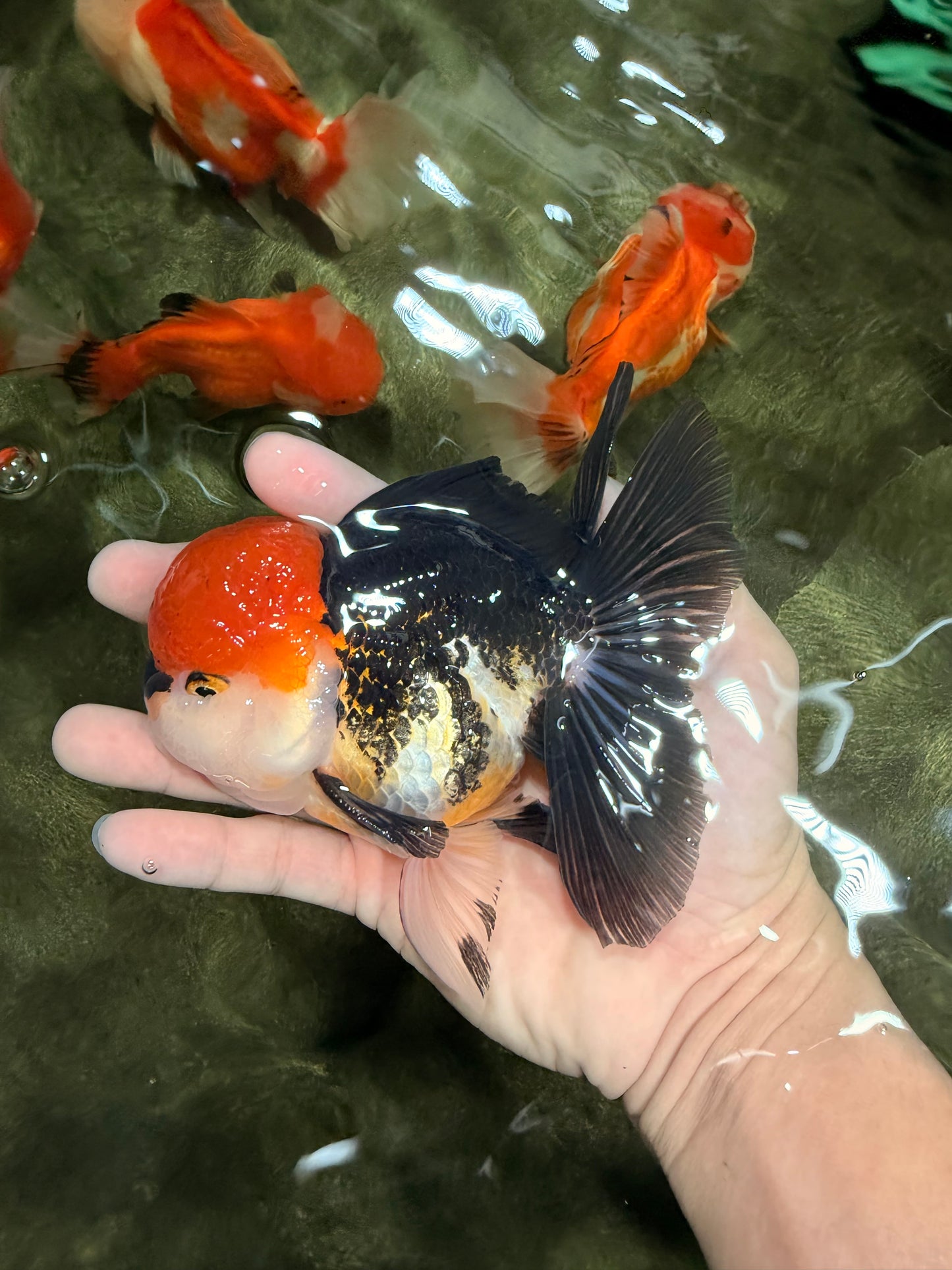 CHARLIE Tricolor Oranda Male 5-5.5 inches #040326OR_10