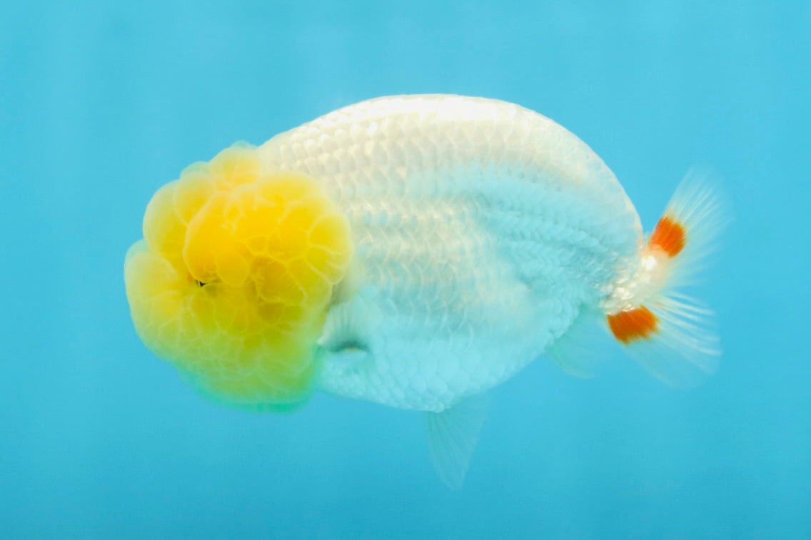 AAA Grade Young Lemonhead LionQueen 4 inches #101025LC_02