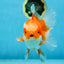 A Grade Jade Head Red White Oranda Female 6 inches #091225OR_13