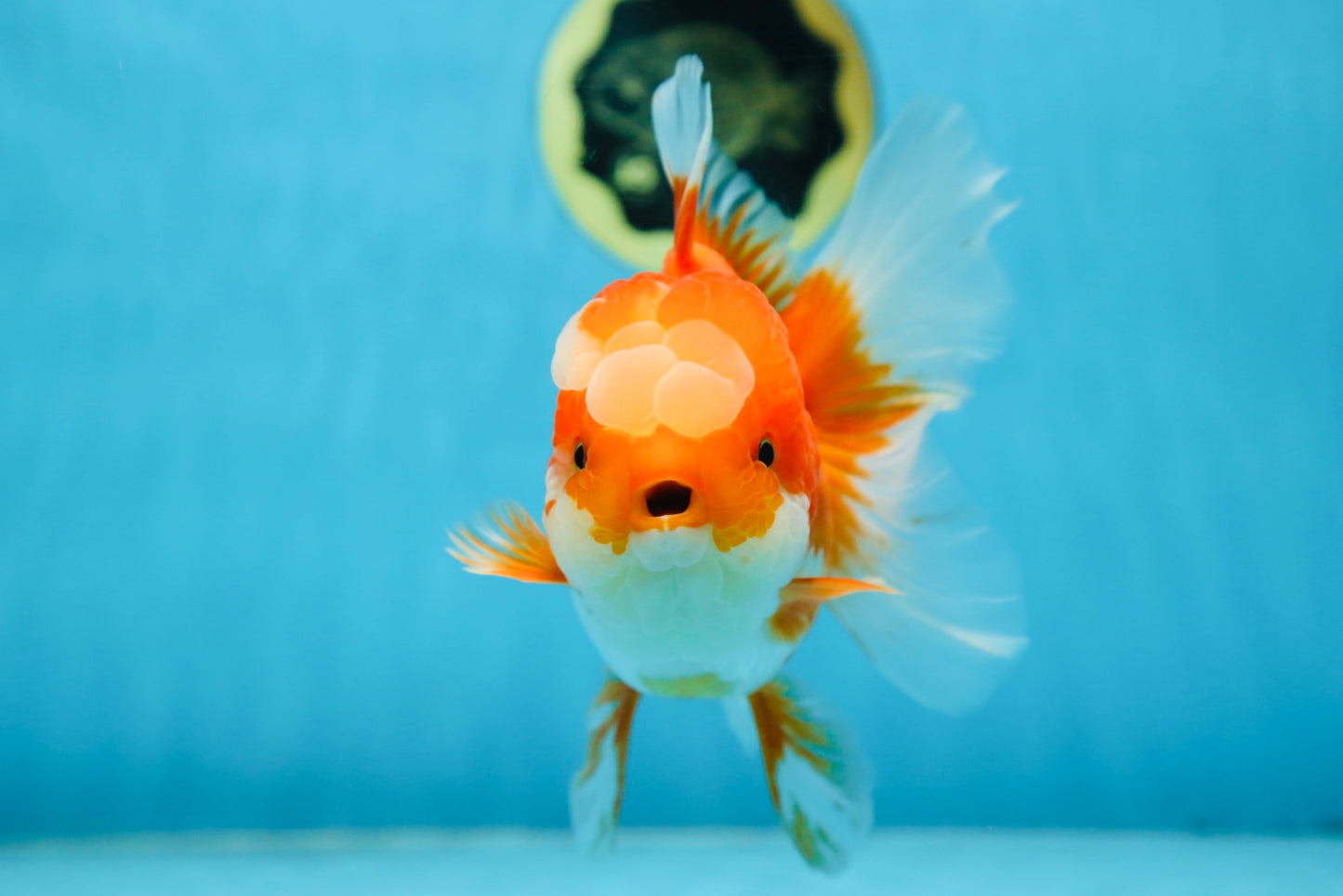 A Grade Jade Head Red White Oranda Female 6 inches #091225OR_13