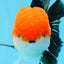 A Grade Tricolor Oranda Male 4.5inches #0920OR_27