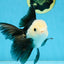 FLUFFY Panda Oranda Male 5-5.5 inches #091925OR_04