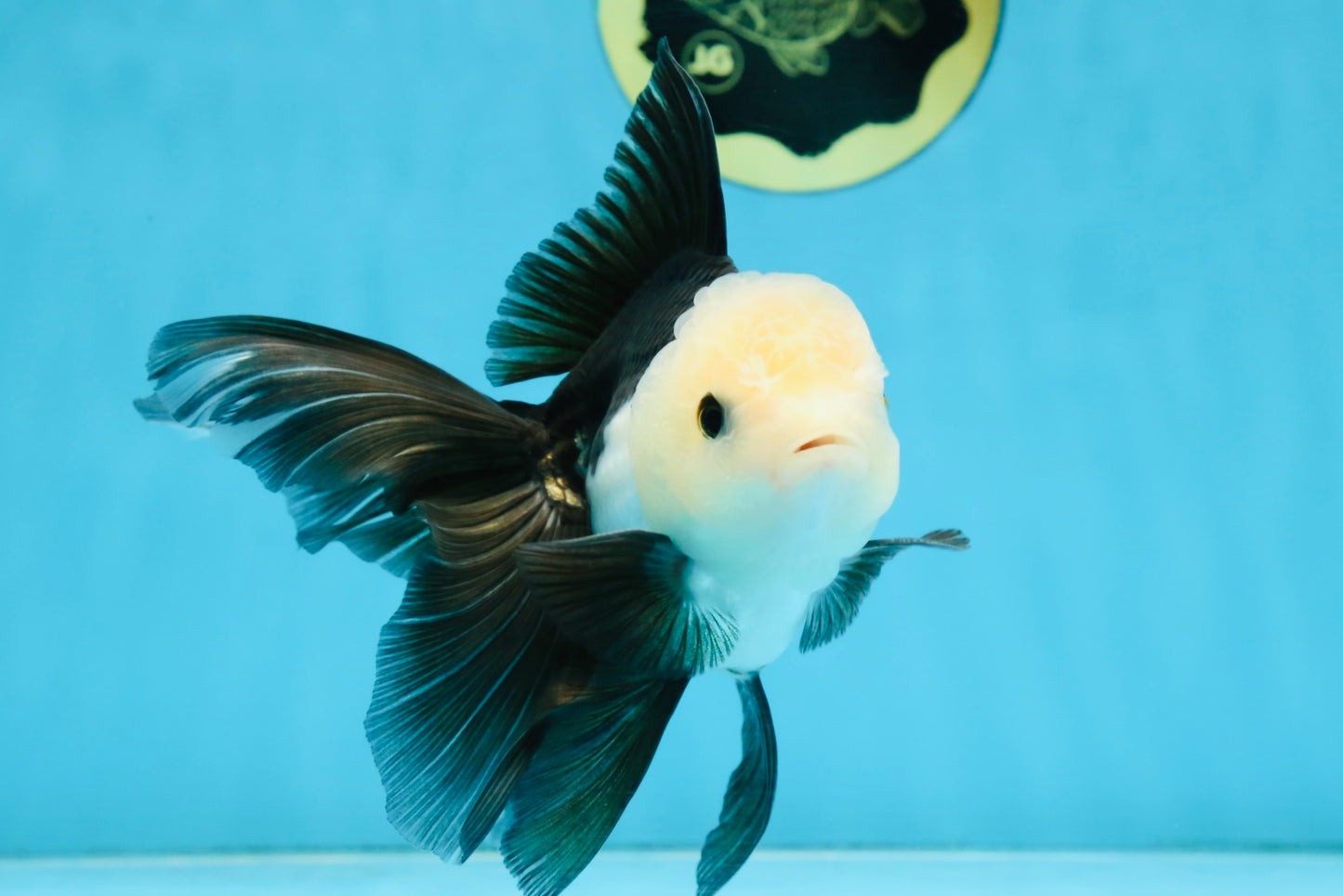 FLUFFY Panda Oranda Male 5-5.5 inches #091925OR_04