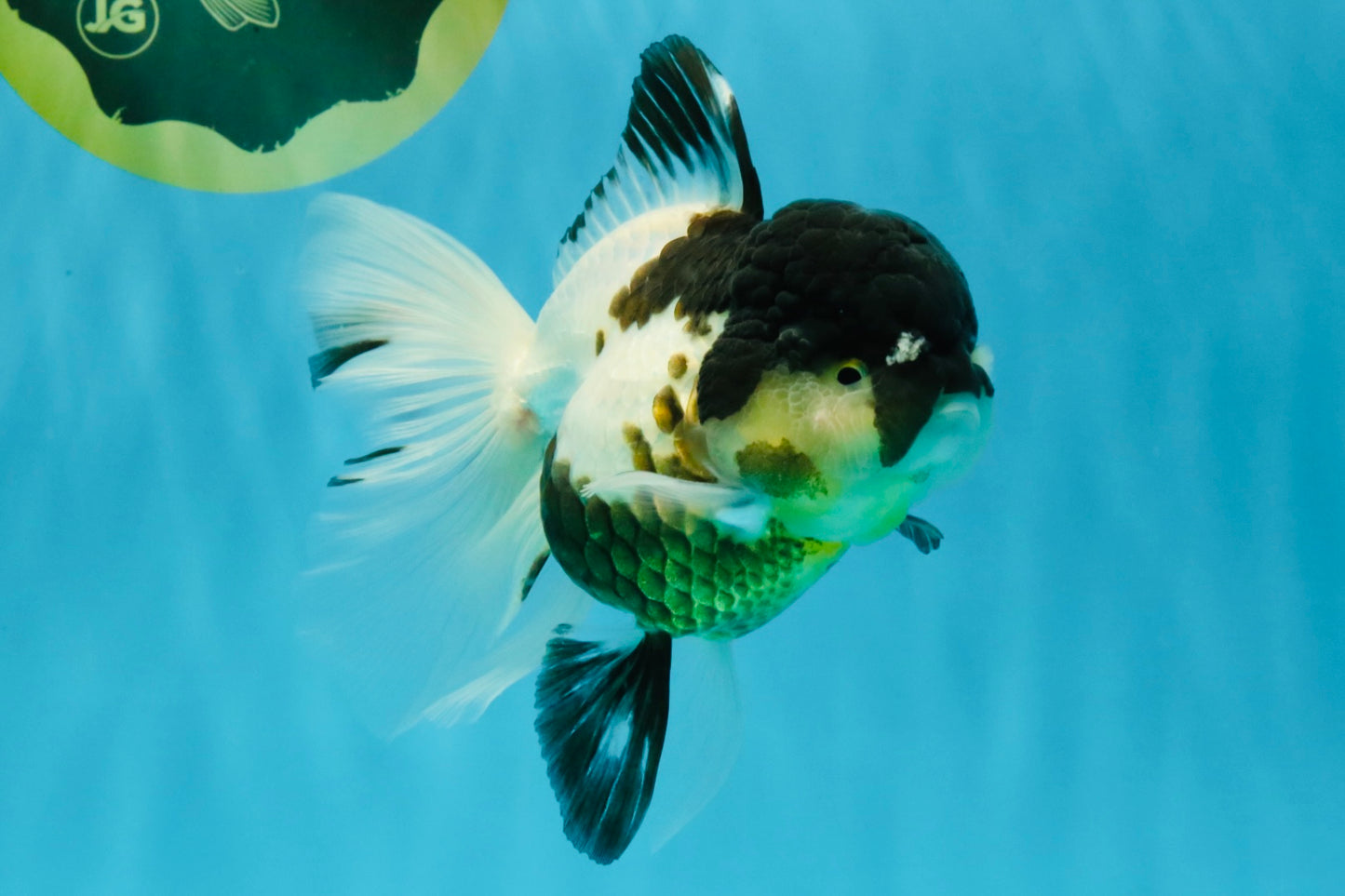 BATMAN Panda Oranda Female 5.5 inches #041026OR_09