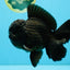 AAA Grade Godzilla Black Oranda Male 6.5 inches #032726OR_08