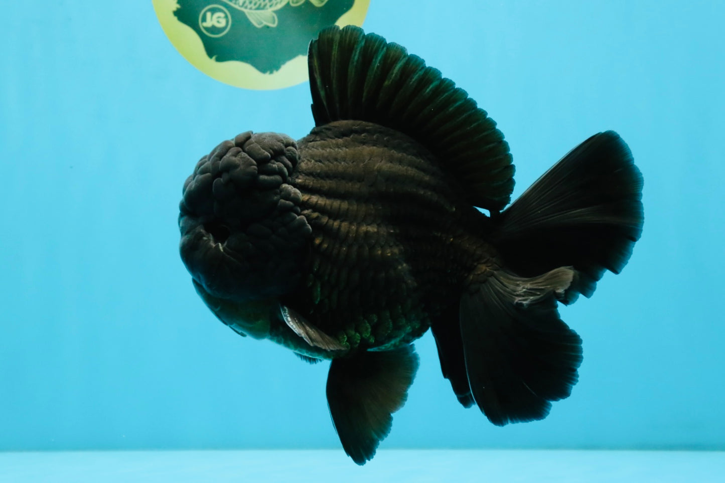 AAA Grade Godzilla Black Oranda Male 6.5 inches #032726OR_08