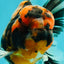 AAA Grade Special Calico Oranda Male 6 inches #062626OR_20