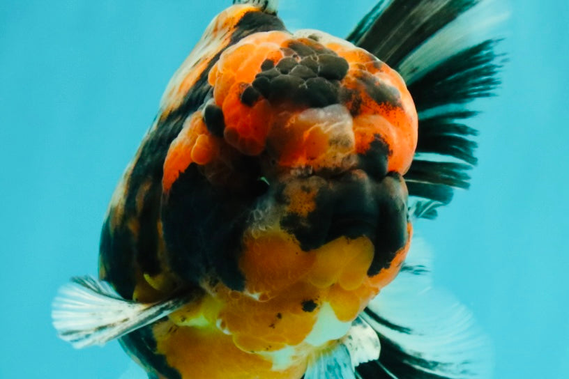 AAA Grade Special Calico Oranda Male 6 inches #062626OR_20