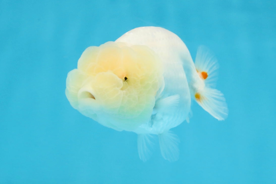 White Lionchu Female 3.5 inches #103125LC_23