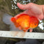 A Grade Red White Oranda Male 6.5 inches #082826OR_16