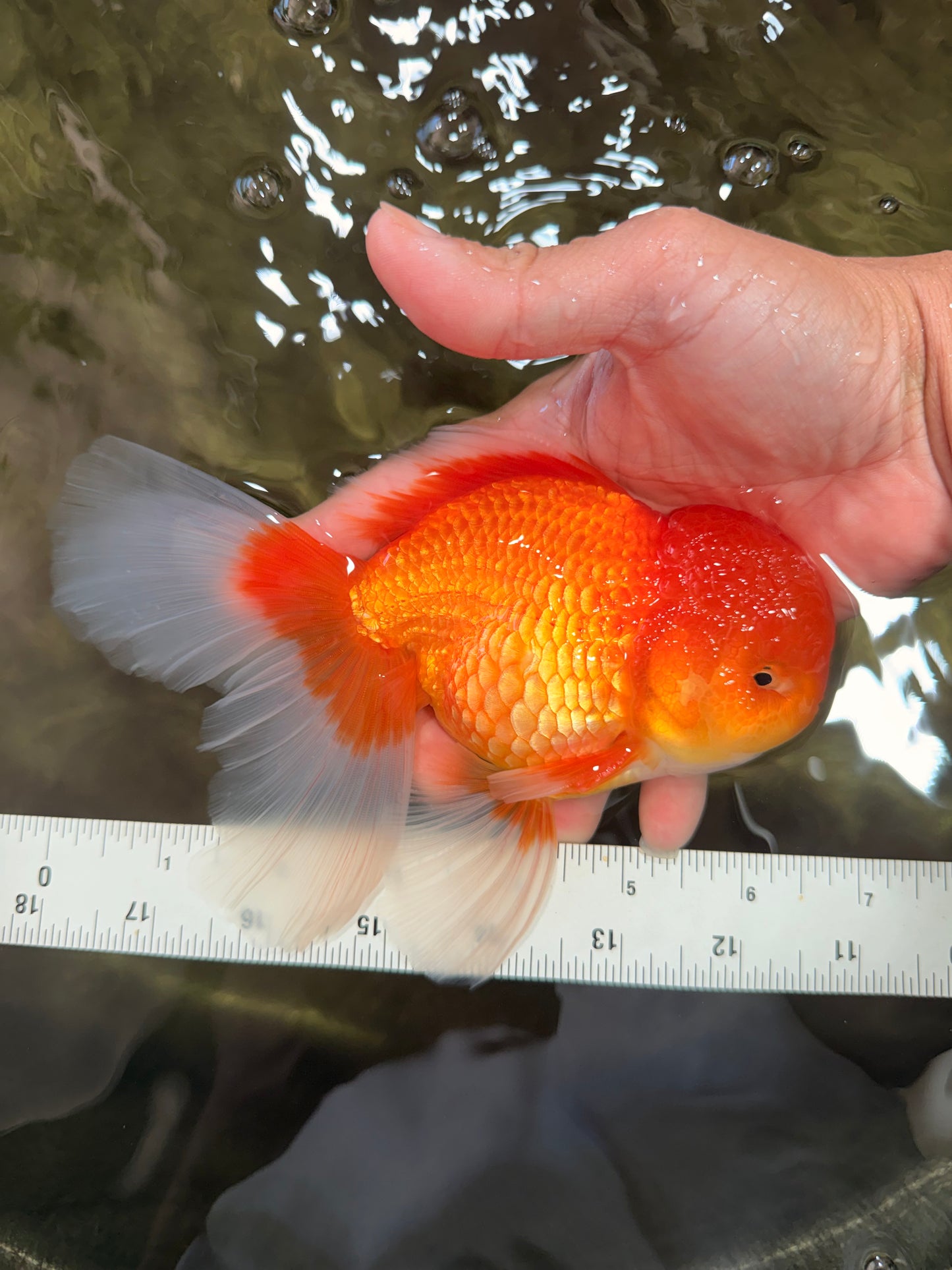 A Grade Red White Oranda Male 6.5 inches #082826OR_16