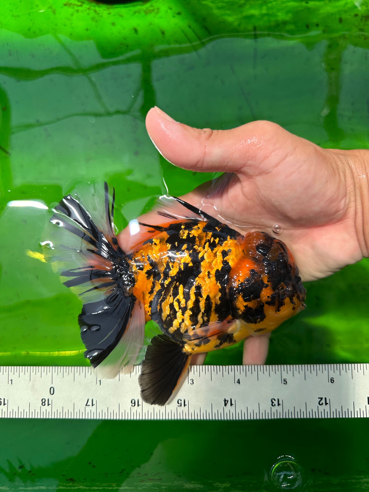 SHOW GRADE Young Tiger Godzilla Oranda Male 5.5 inches #0614OR_25