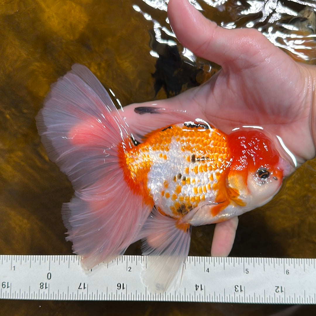 RARE A Grade Pompoms Red White Butterfly Jumbo Oranda Male 6 inches #1103OR_25