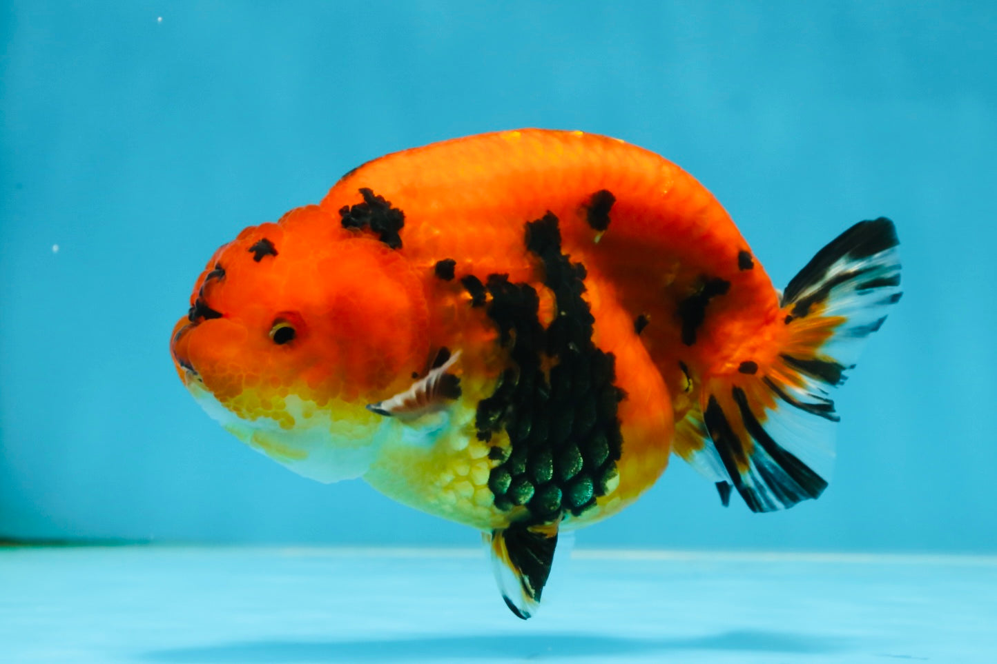 AAA Grade Tiger LionQueen 4.5 inches #053025LC_04