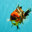 A Grade Tiger Oranda Female 5.5 inches #061926OR_28