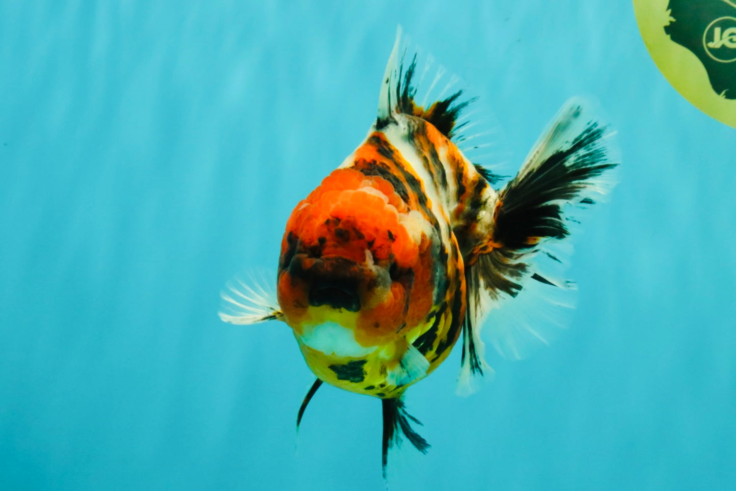 A Grade Tiger Oranda Female 5.5 inches #061926OR_28