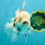 Marble Oranda Male 6.5 inches #050126OR_14