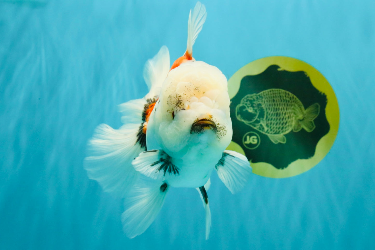 Marble Oranda Male 6.5 inches #050126OR_14