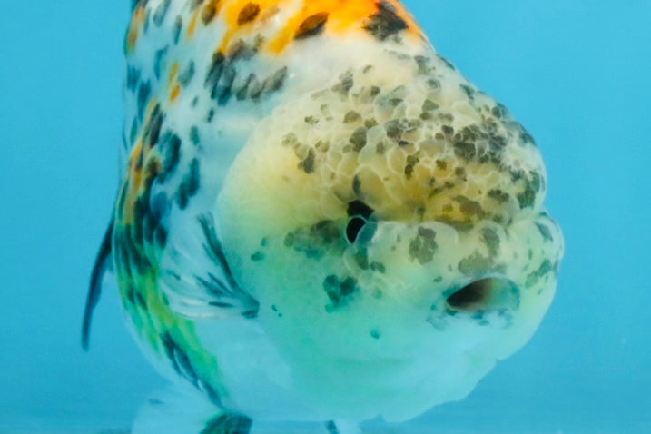 A Grade Tricolor Tiger LionKing 4.5-5 inches #112125LC_02