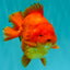 TOMATO A Grade Solid Red Yuanbao Male 5.5-6 inches #100226YB_10