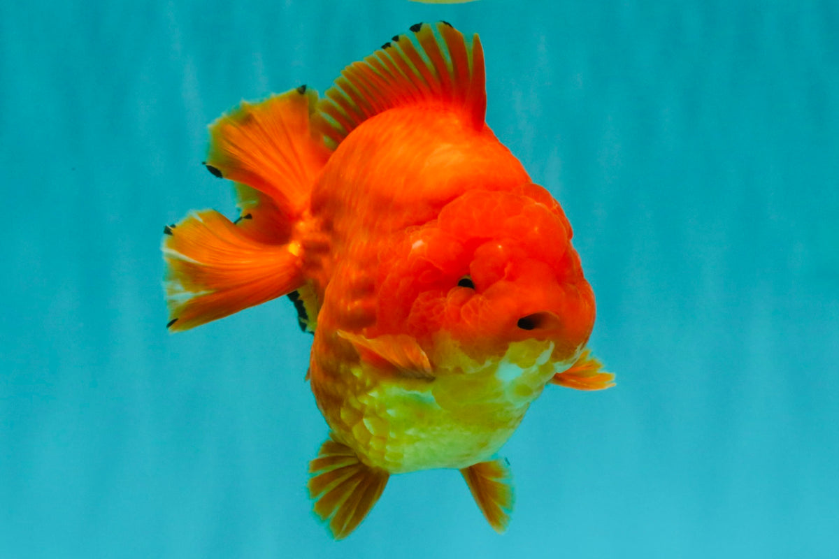 TOMATO A Grade Solid Red Yuanbao Male 5.5-6 inches #100226YB_10