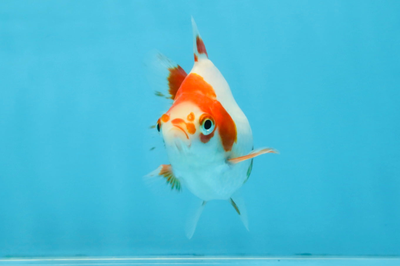 A Grade Red White Ryukin Female 3.5-4 inches #111425RK_04