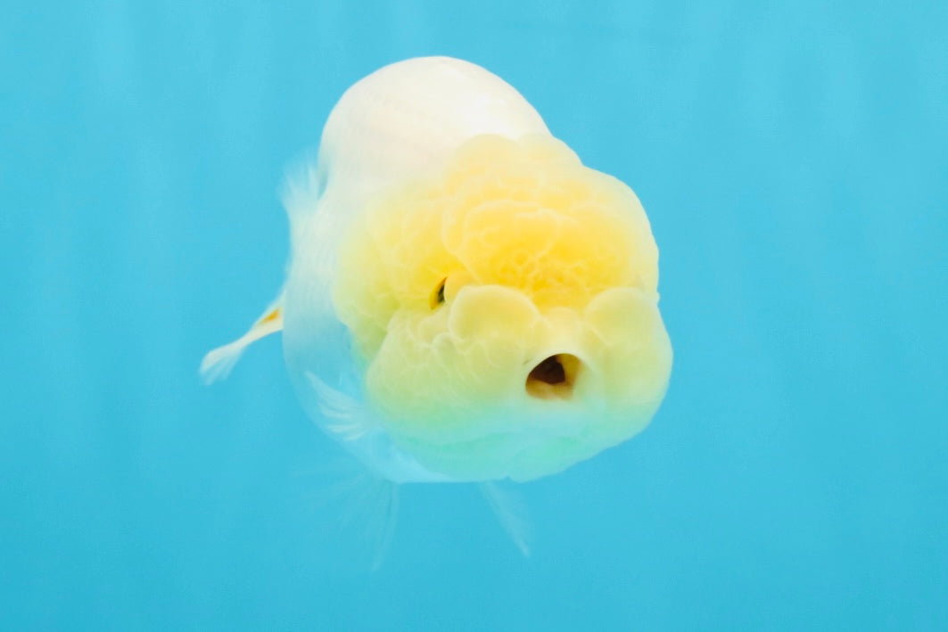 A Grade White LionQueen 4-4.5 inches #032726LC_20