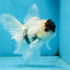 Panda Button Eyes Oranda Male 5 inches #091225OR_21