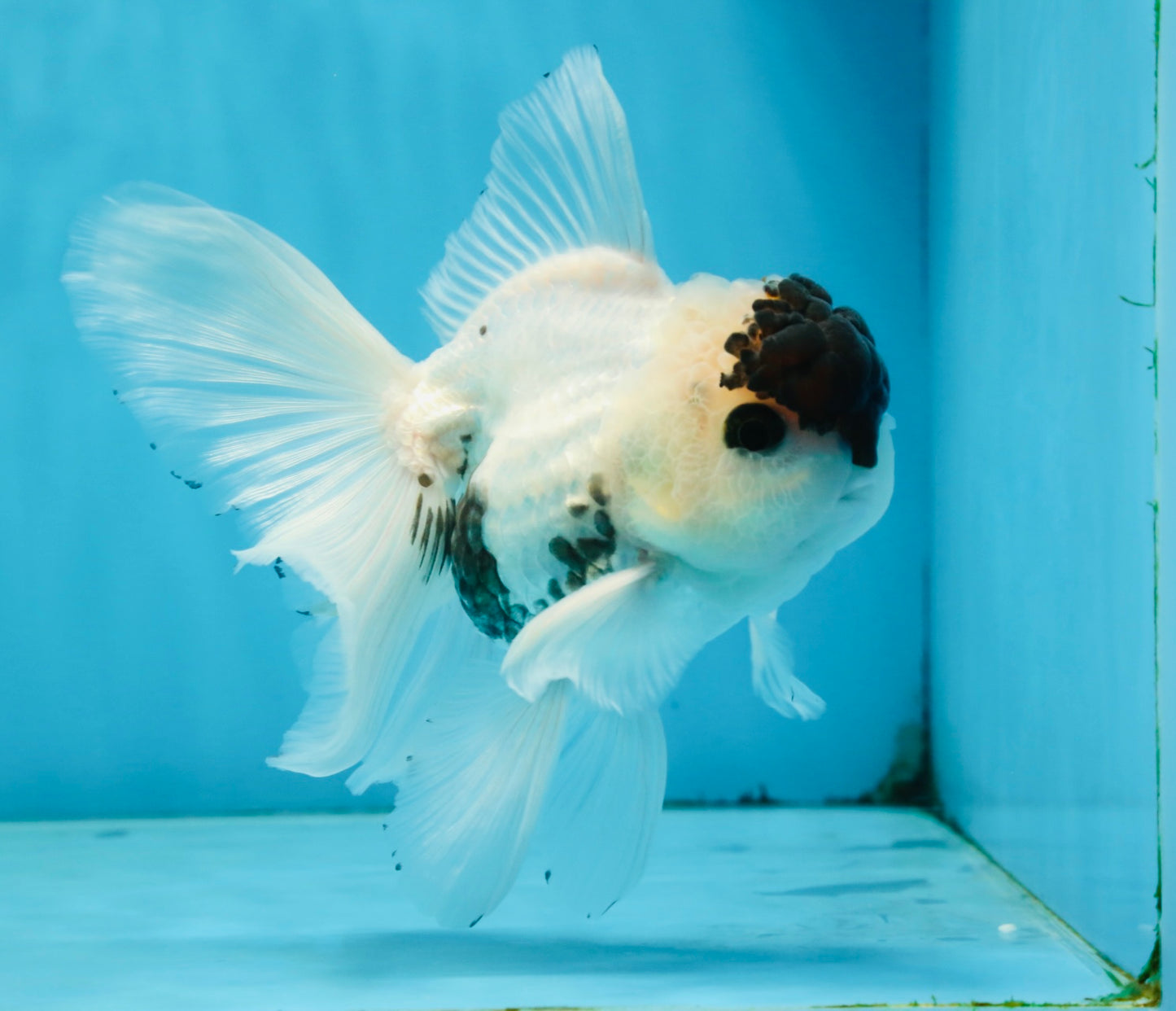 Panda Button Eyes Oranda Male 5 inches #091225OR_21