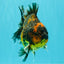 CHONKY A Grade Tiger Oranda Male 5-5.5 inches #090426OR_04